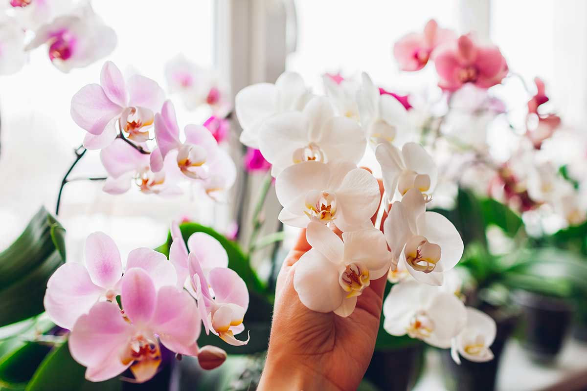orchidee fioritura grazie al latte