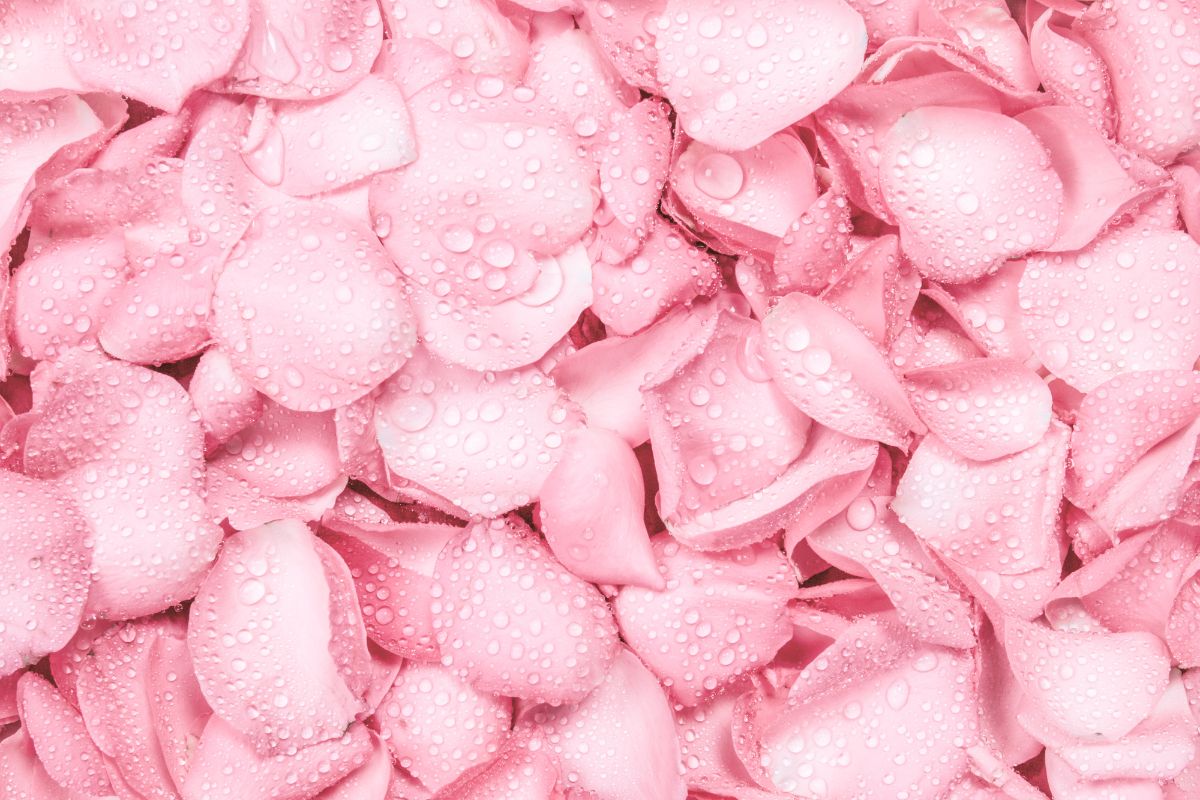Petali di rosa dal pot-pourri ai piatti gourmet