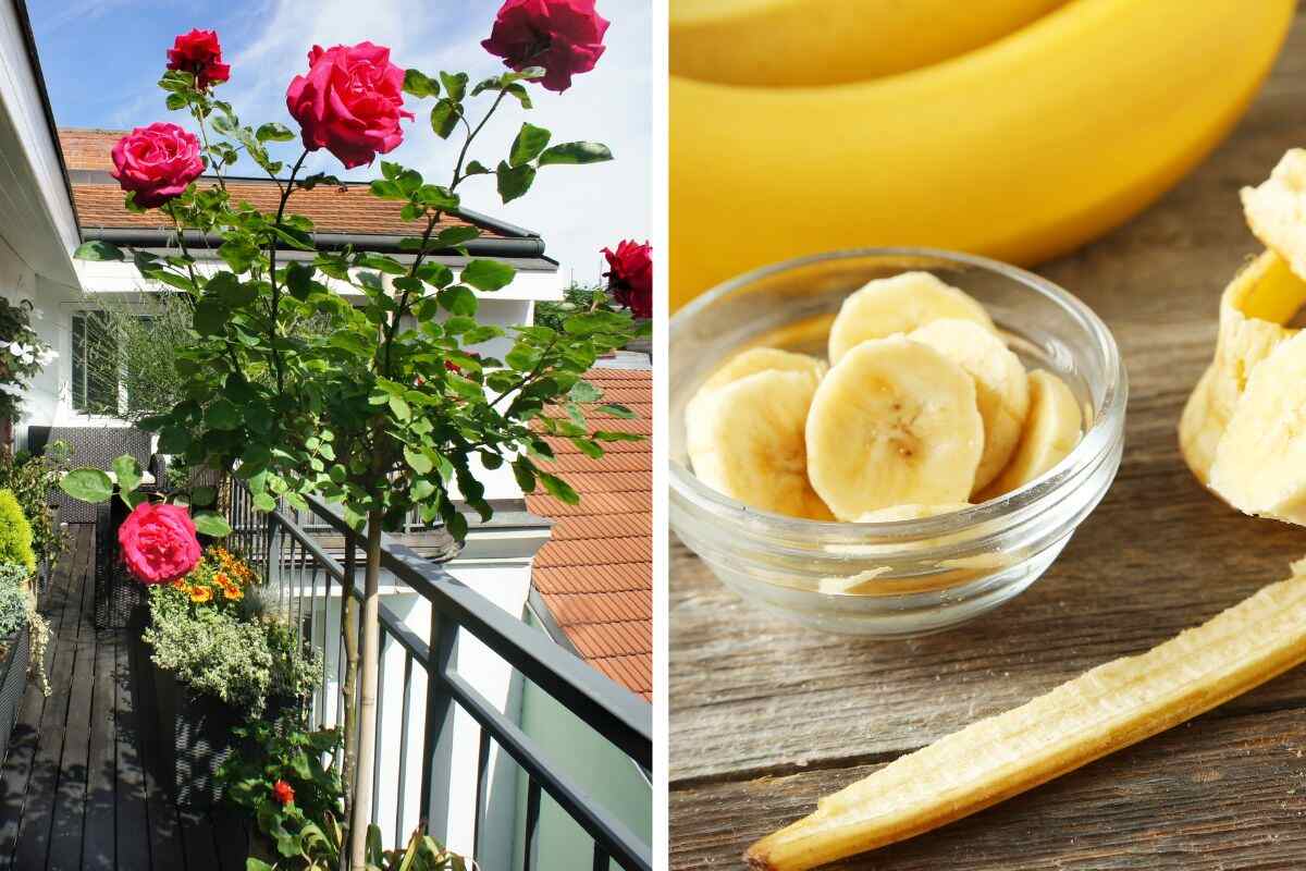 Come usare le bucce di banana per fertilizzare le rose