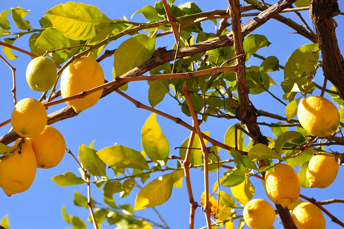 Il miglior concime naturale per l'albero di limone