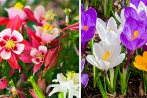 I migliori fiori da coltivare in giardino in maggio