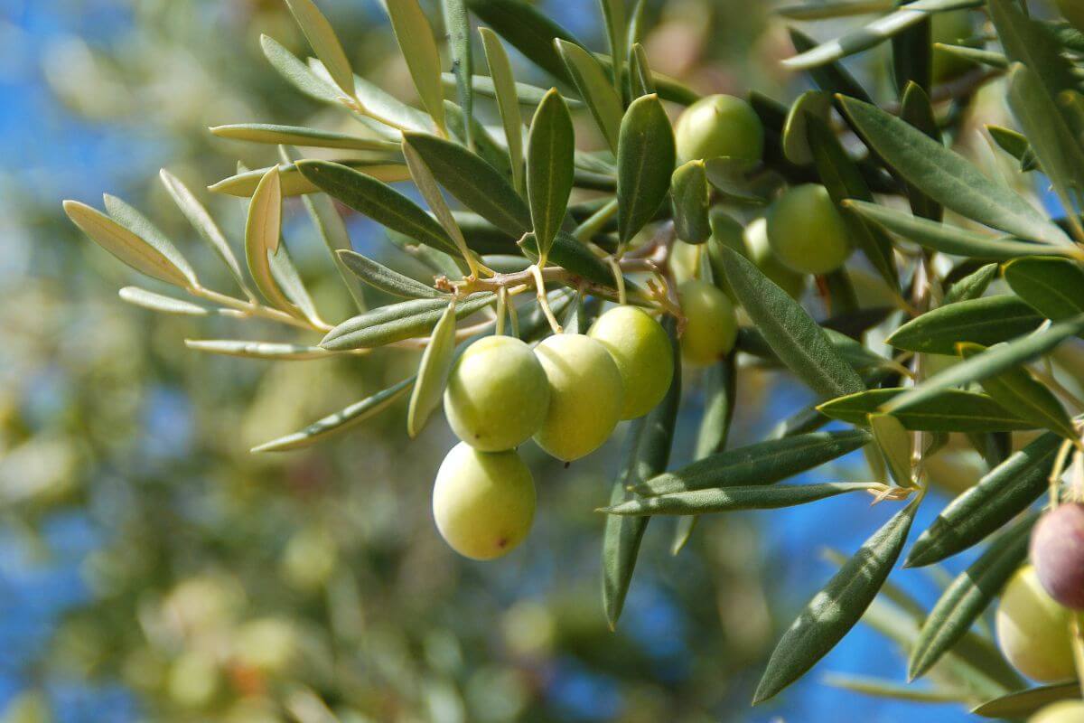 Il momento perfetto per procedere all'innesto dell'olivo
