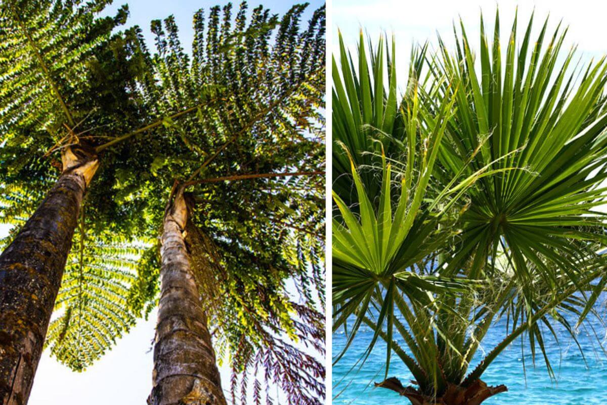 Le migliori varietà di palme per il clima italiano