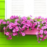 Piante colorate per dare il vita al balcone durante la bella stagione
