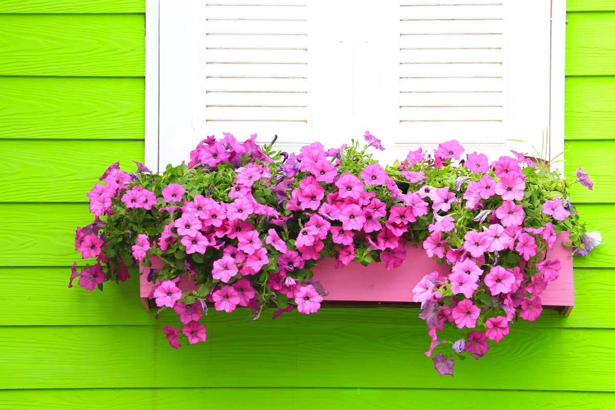 Piante colorate per dare il vita al balcone durante la bella stagione