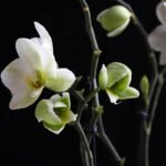 Come radicare un ramo di orchidea secco