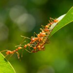 I migliori rimedi naturali contro le formiche nei vasi delle piante