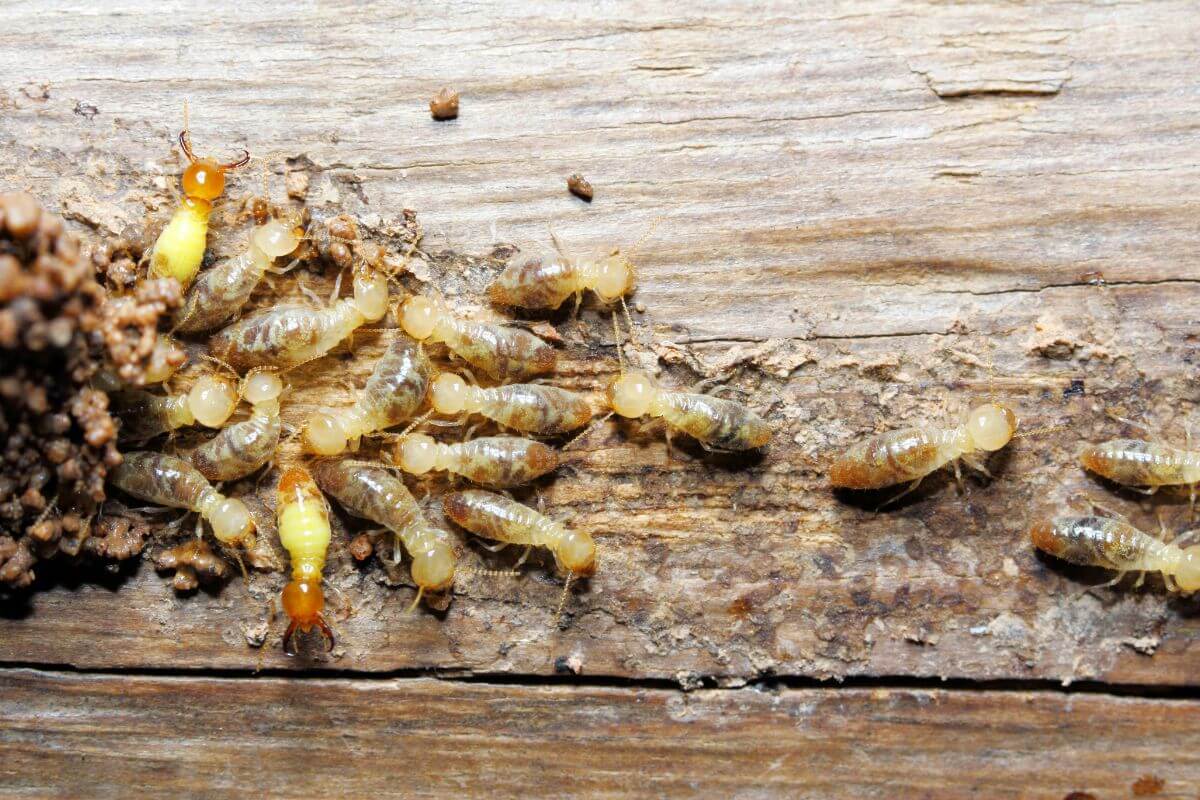 Rimedi naturali contro le termiti
