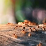 Rimedi naturali contro le termiti