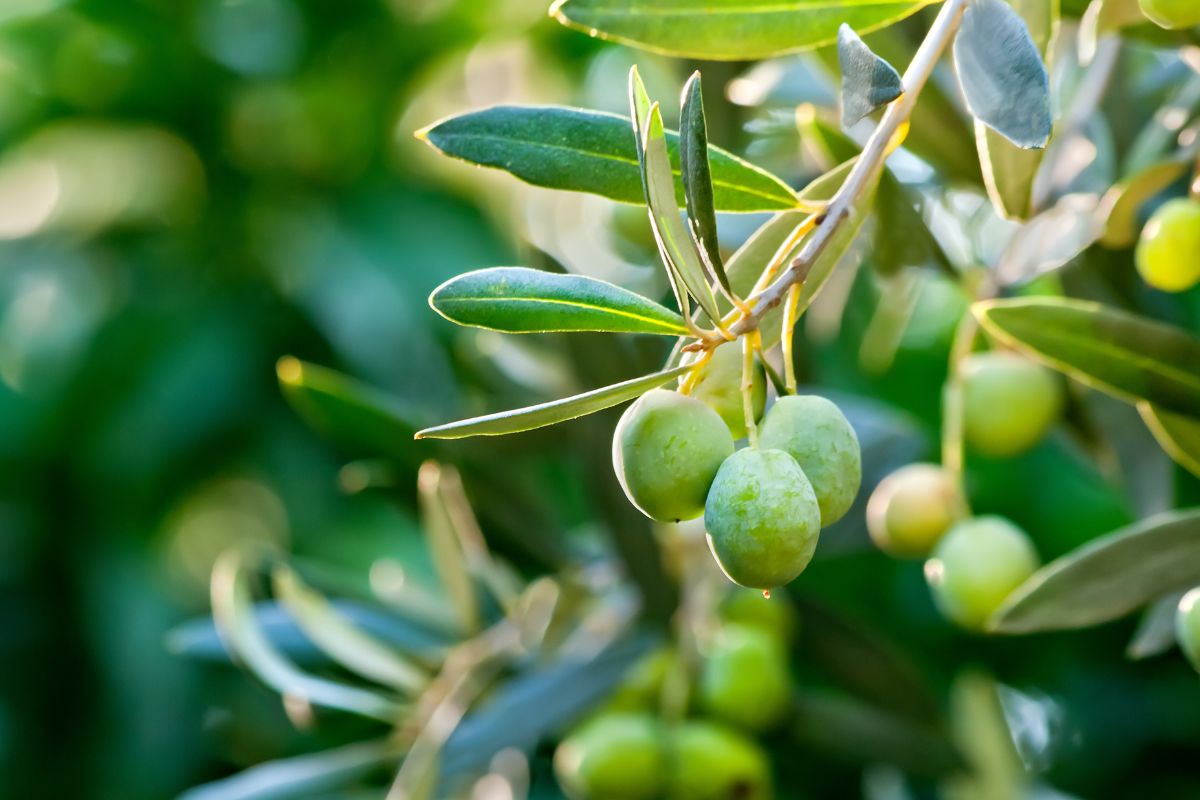 Coltivare l’olivo in vaso