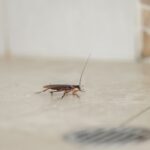 Elimina scarafaggi 3 metodi naturali