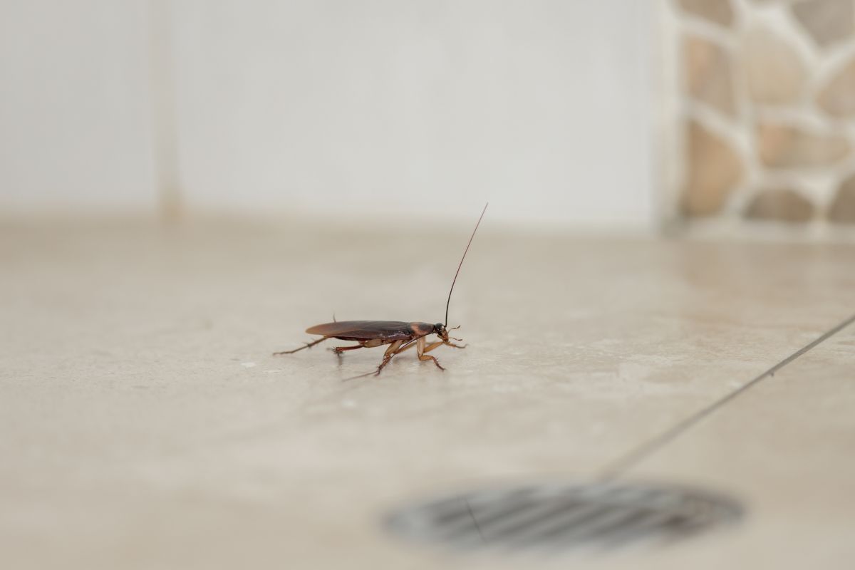Elimina scarafaggi 3 metodi naturali