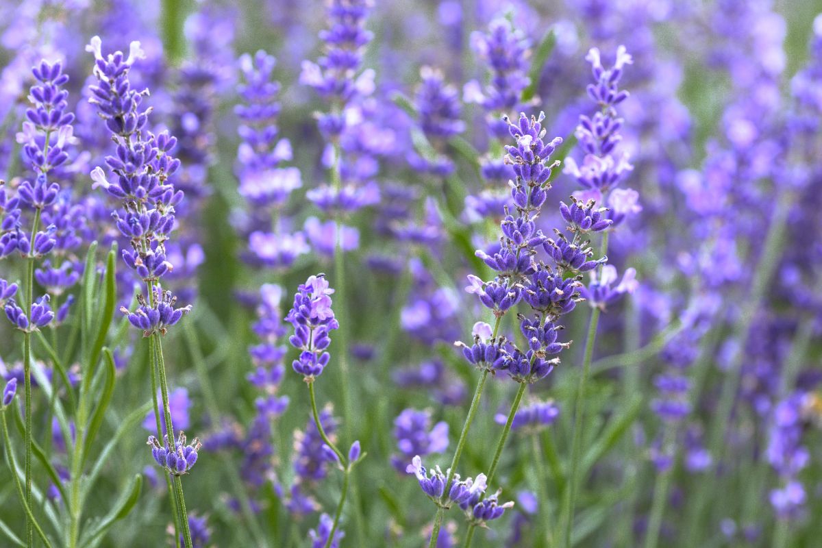 Lavanda con pochi fiori