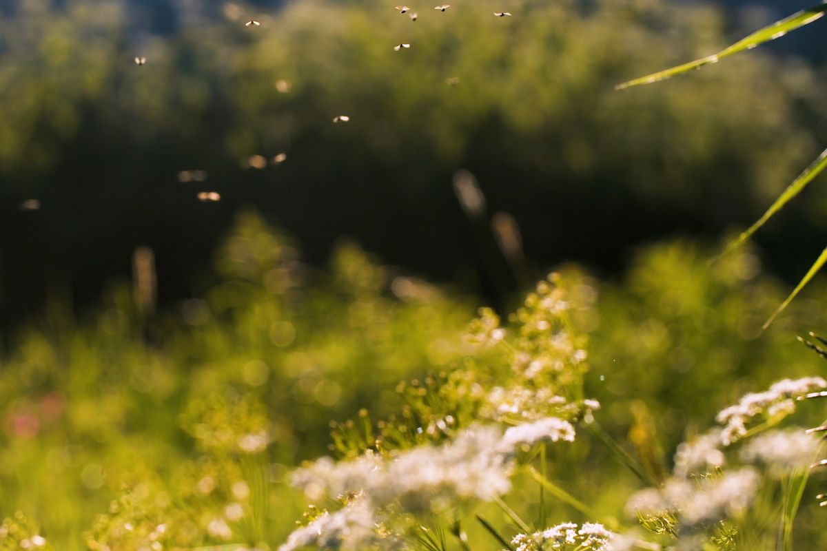 oli essenziali repellenti naturali