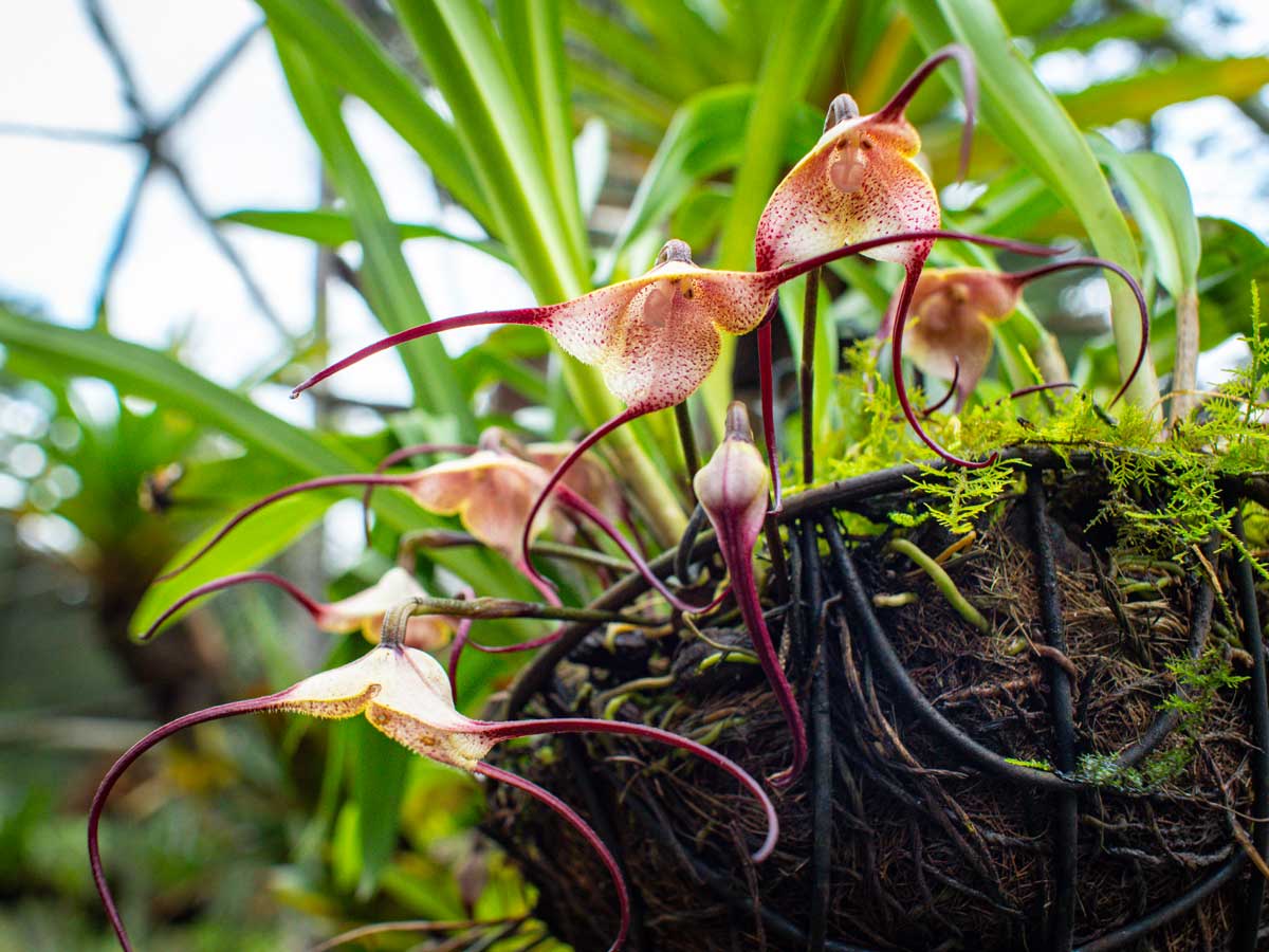 Come coltivare le orchidee e quali sono le varietà migliori