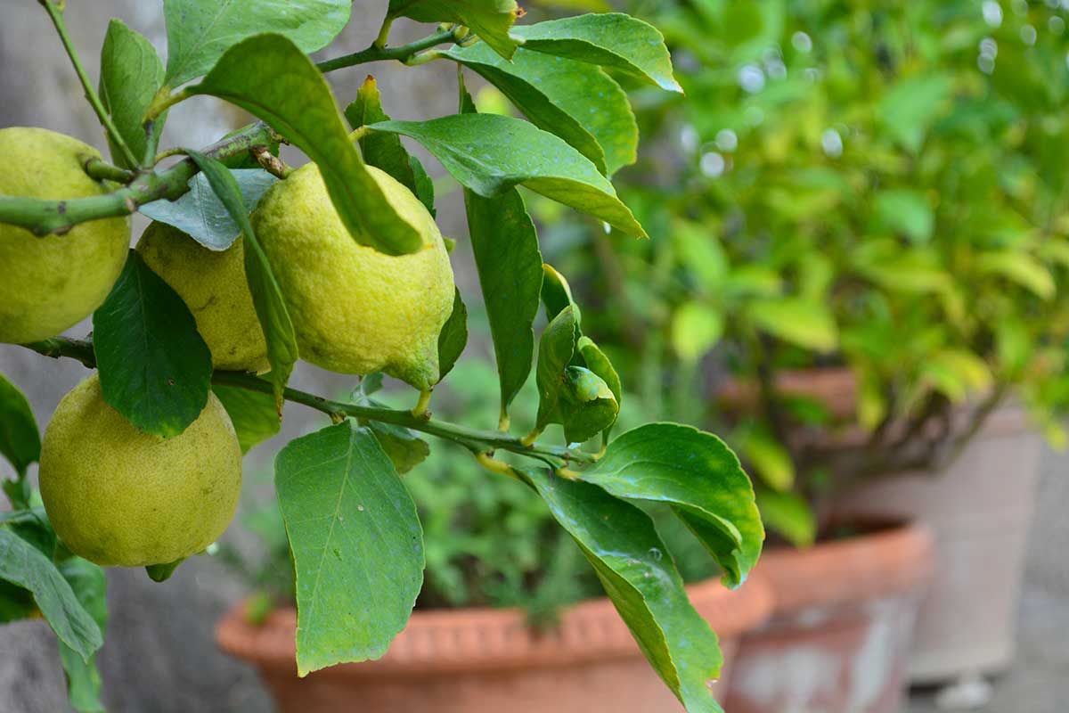 Come propagare la pianta di limone dal singolo ramo