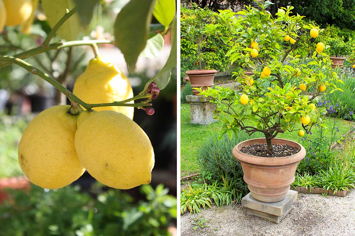 Come propagare la tua pianta di limone partendo da un ramo