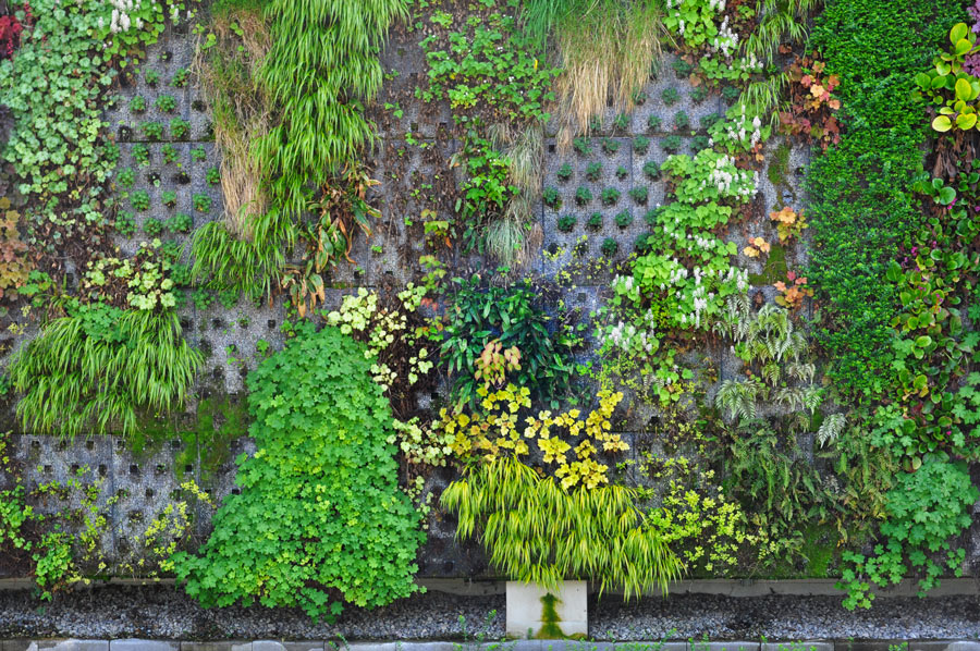 Bellissimo giardino verticale all'esterno.