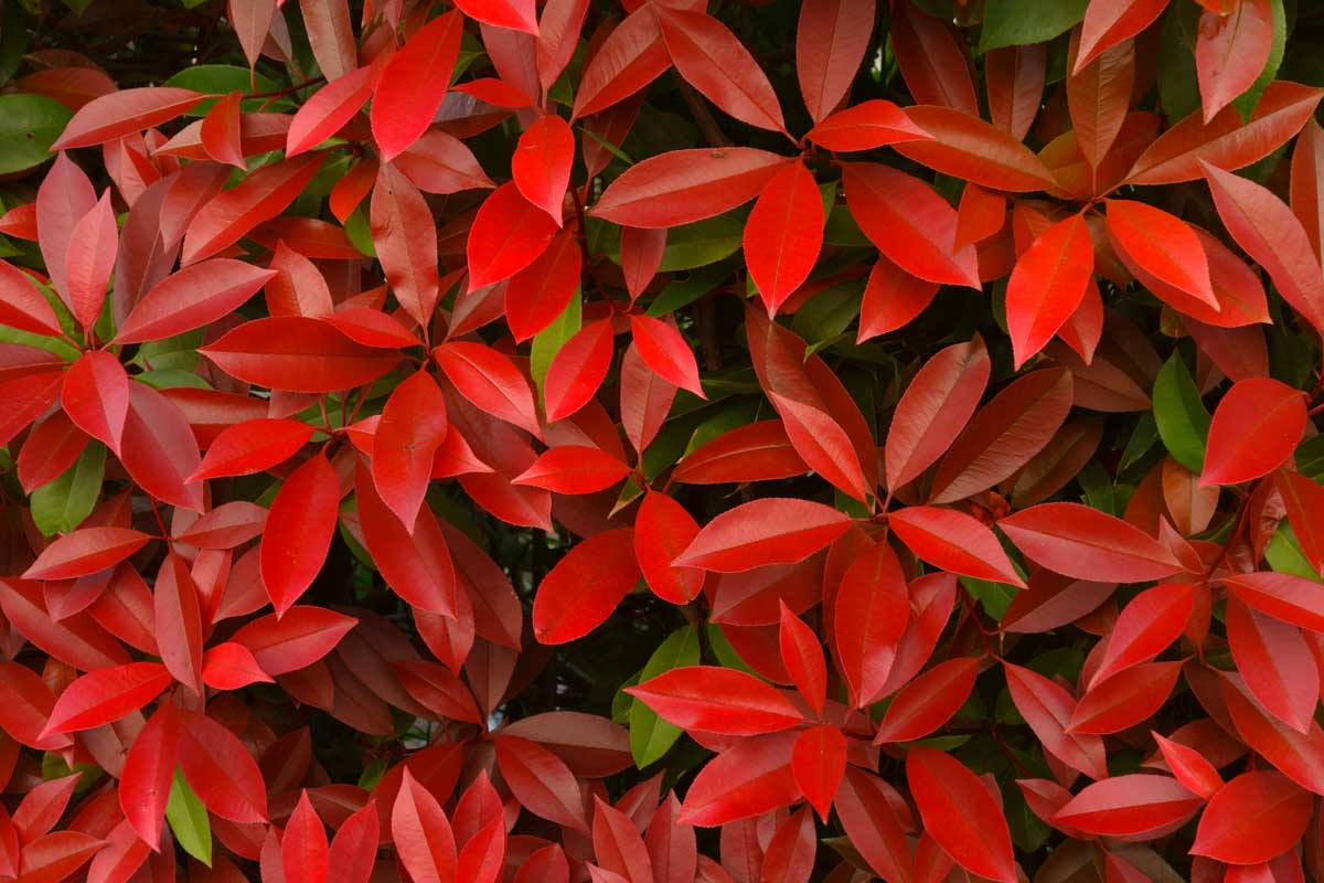 Photinia spoglia