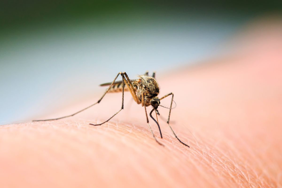 Metodi per allontanare le zanzare