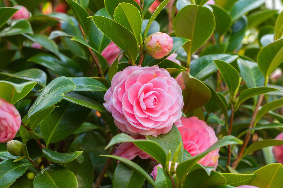 Camelia foglie gialle e nere