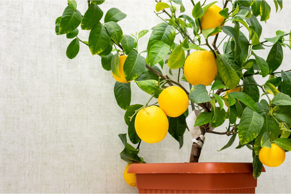 Raccogli i limoni nel modo giusto