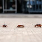 Infestazione di scarafaggi volanti come ucciderli