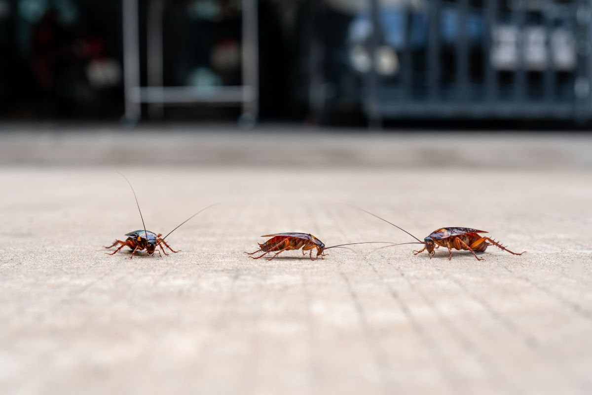 Infestazione di scarafaggi volanti come ucciderli