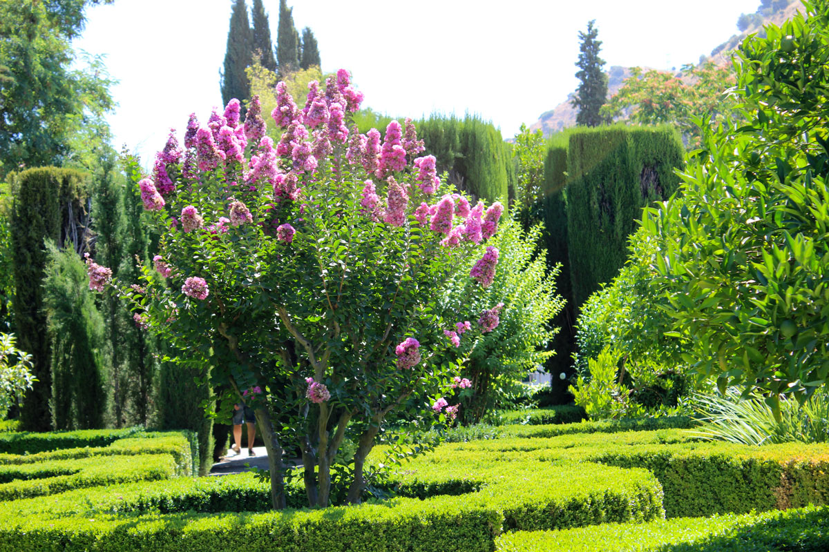 Come coltivare la Lagerstroemia detta anche Lillà delle Indie.