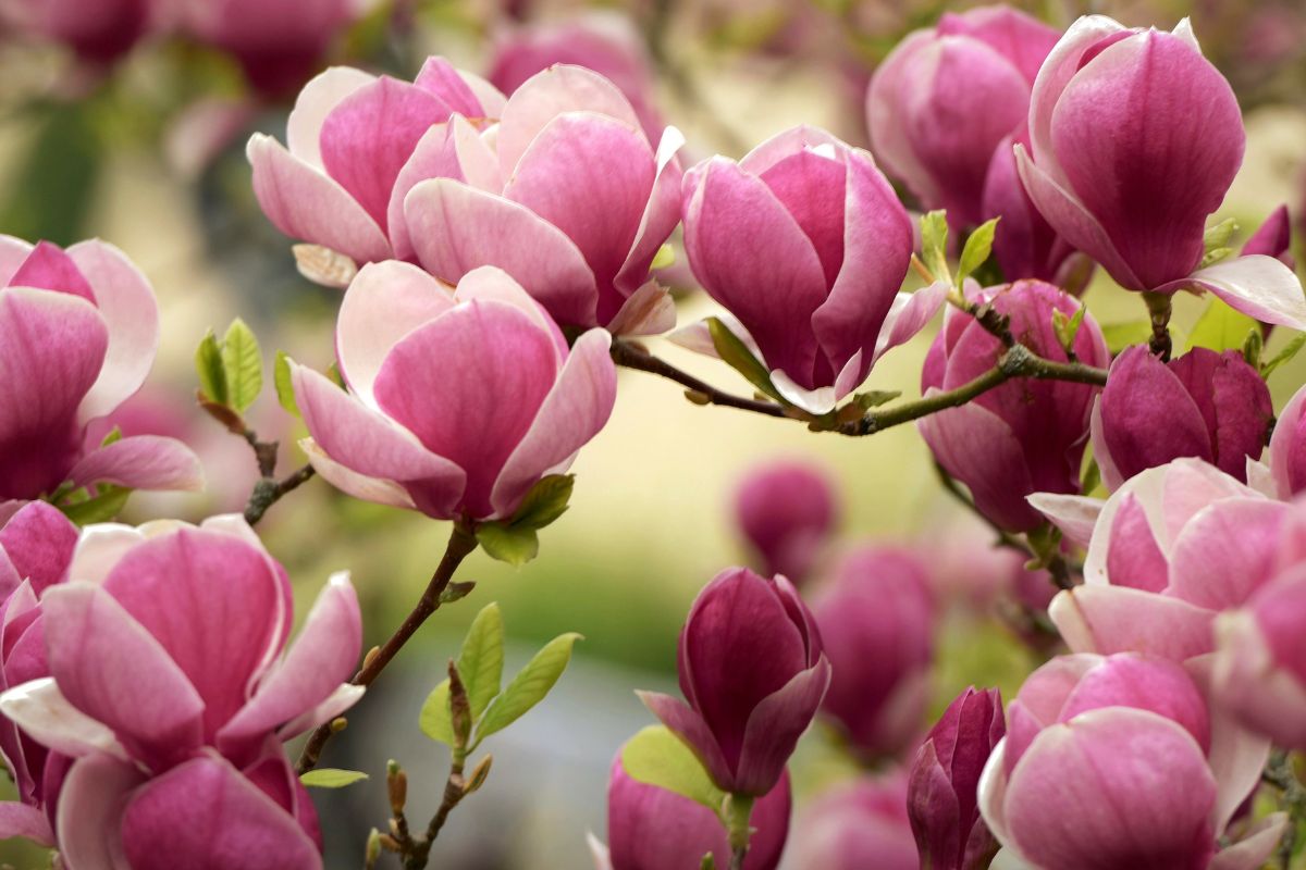 Magnolia le fioriture