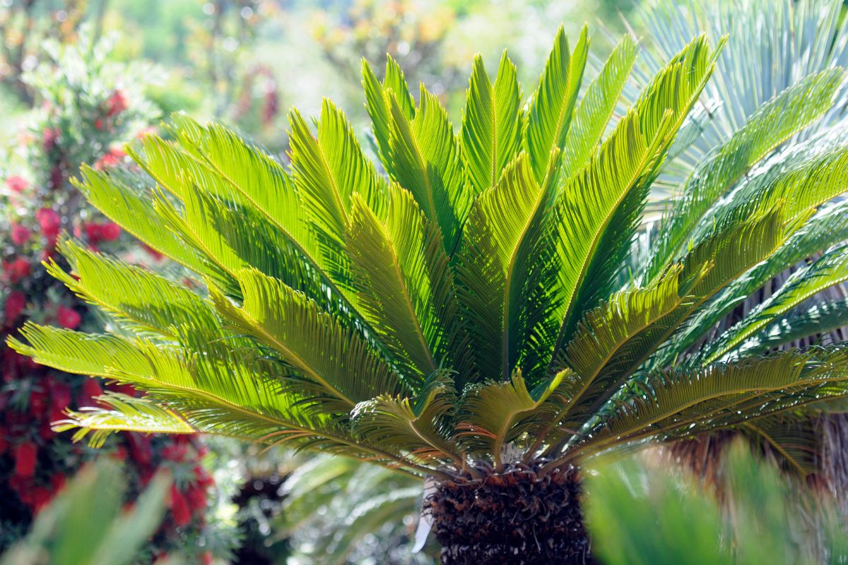 Cycas mostrano segni di malattia