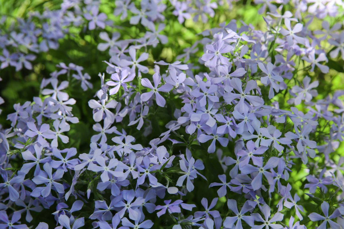 Moltiplicare il Plumbago con un rametto