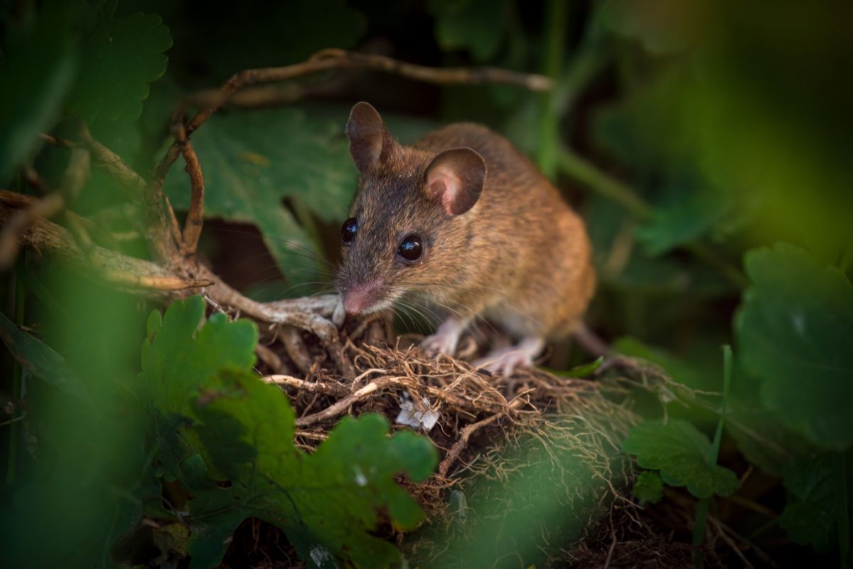 Piante e metodi naturali per scacciare i topi