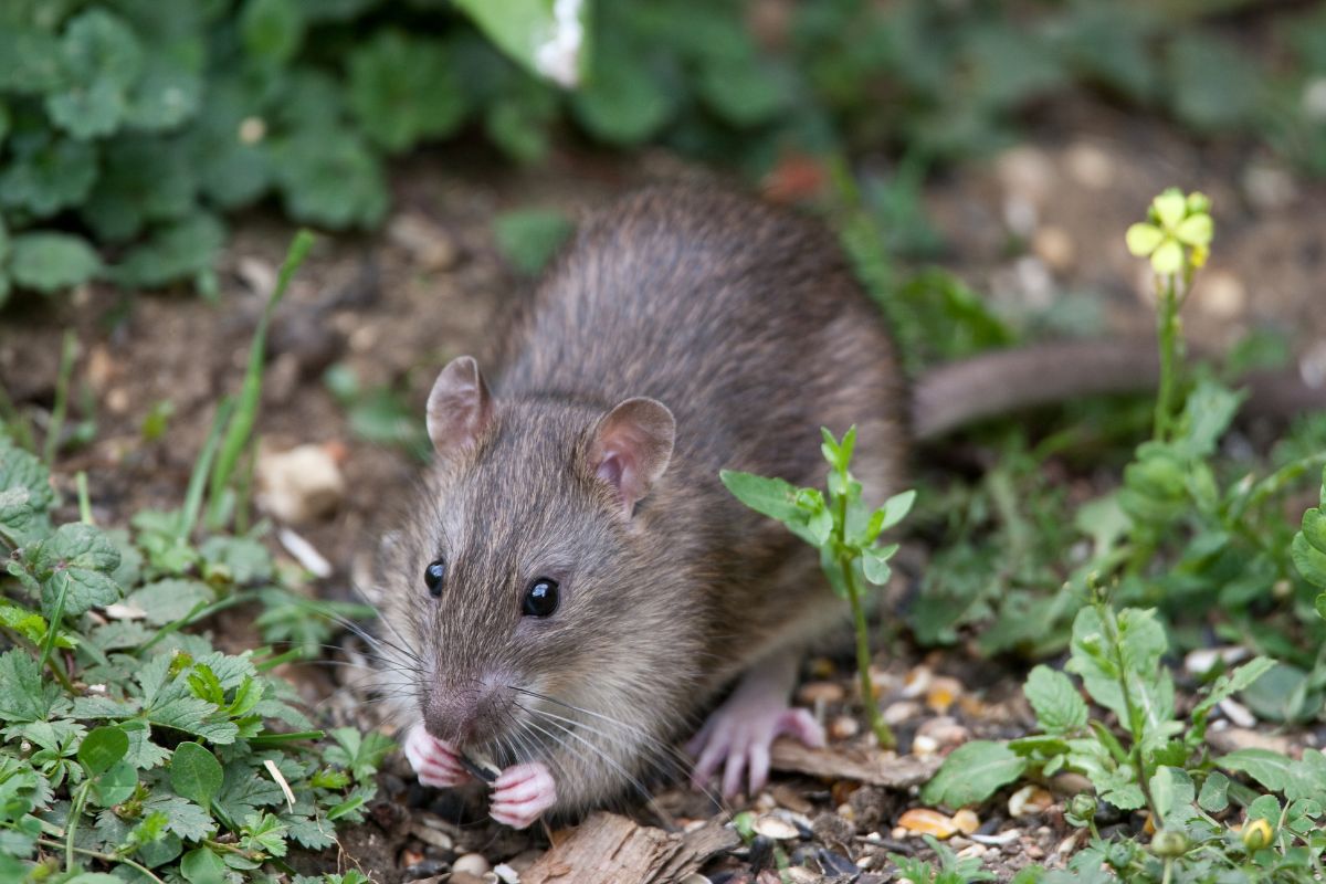 Piante e metodi naturali per proteggere il giardino dai topi