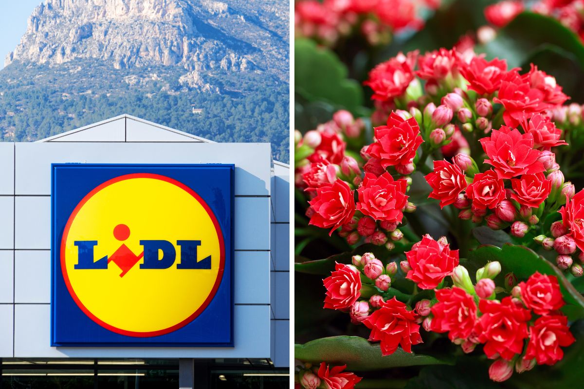 Lidl Piante in offerta