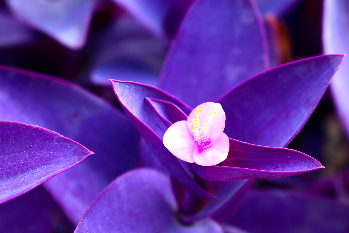 Perché la Tradescantia sta perdendo il suo colore viola