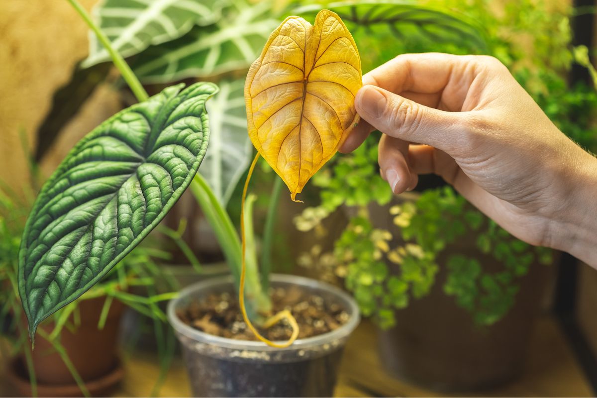 Alocasia con foglie gialle, cause e rimedi