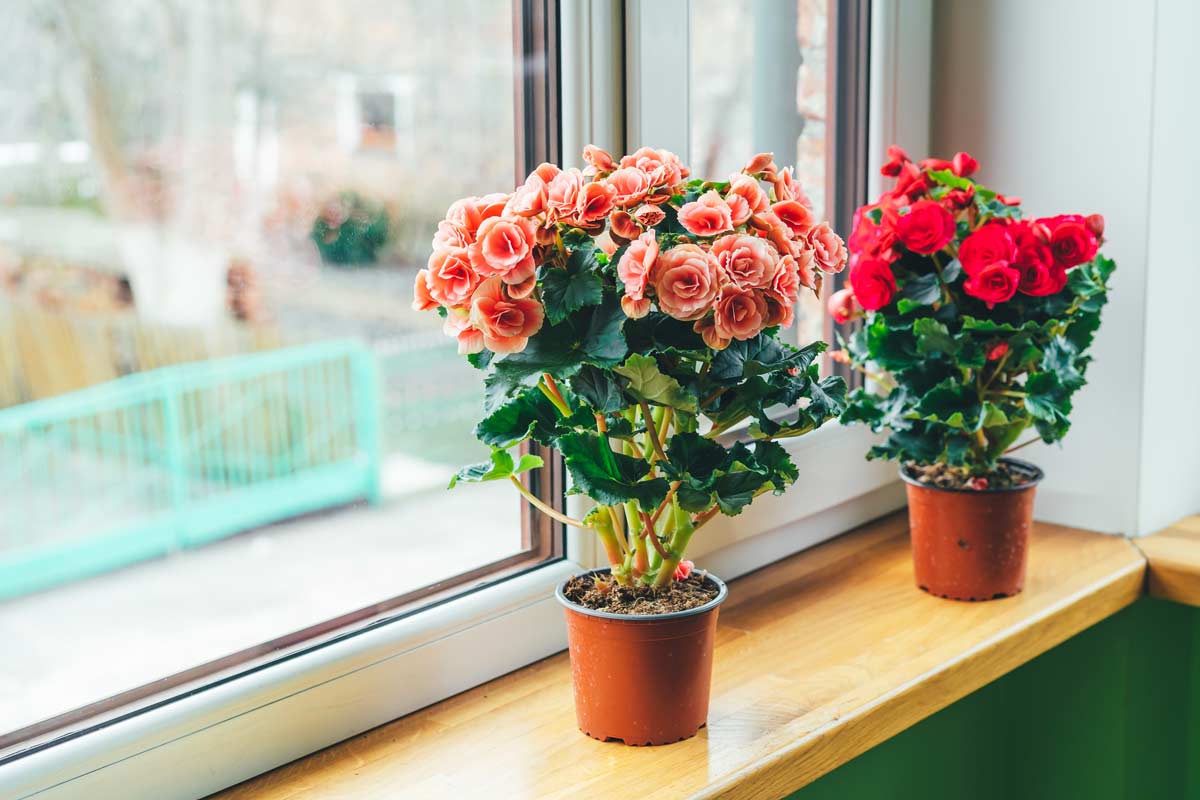 Fiori secchi e marroni nella begonia