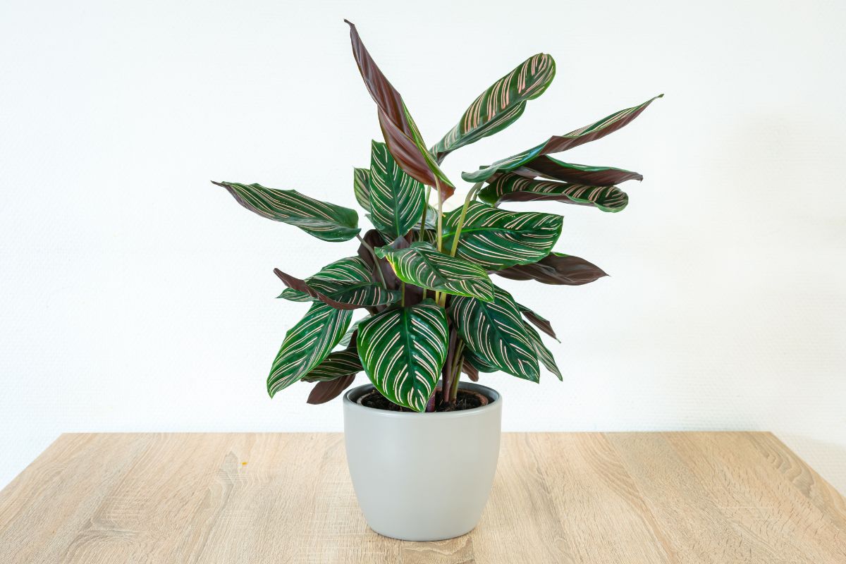 Calathea con le foglie secche: cause e rimedi