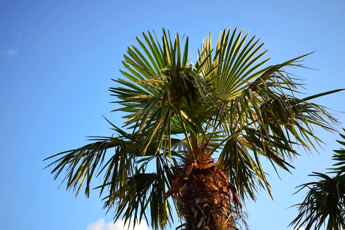 Come coltivare la palma da cocco in casa o in giardino