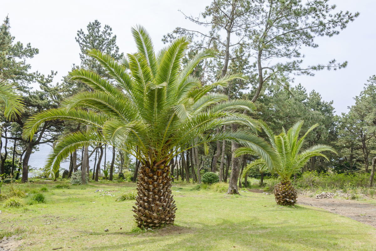 Come coltivare la palma da cocco in casa o in giardino