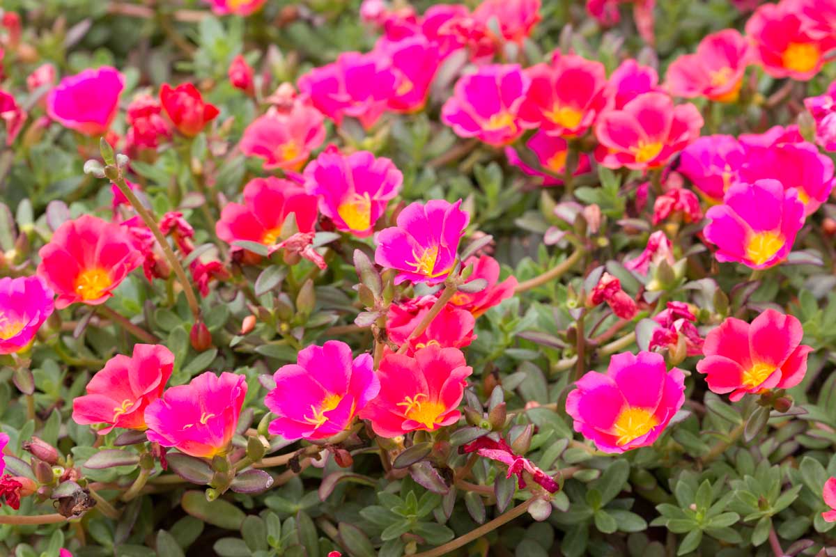 Come prendersi cura della Portulaca