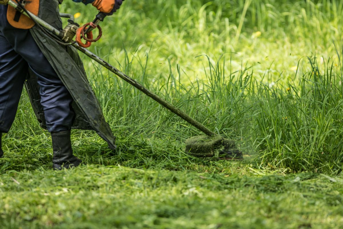 Come riutilizzare l'erba tagliata