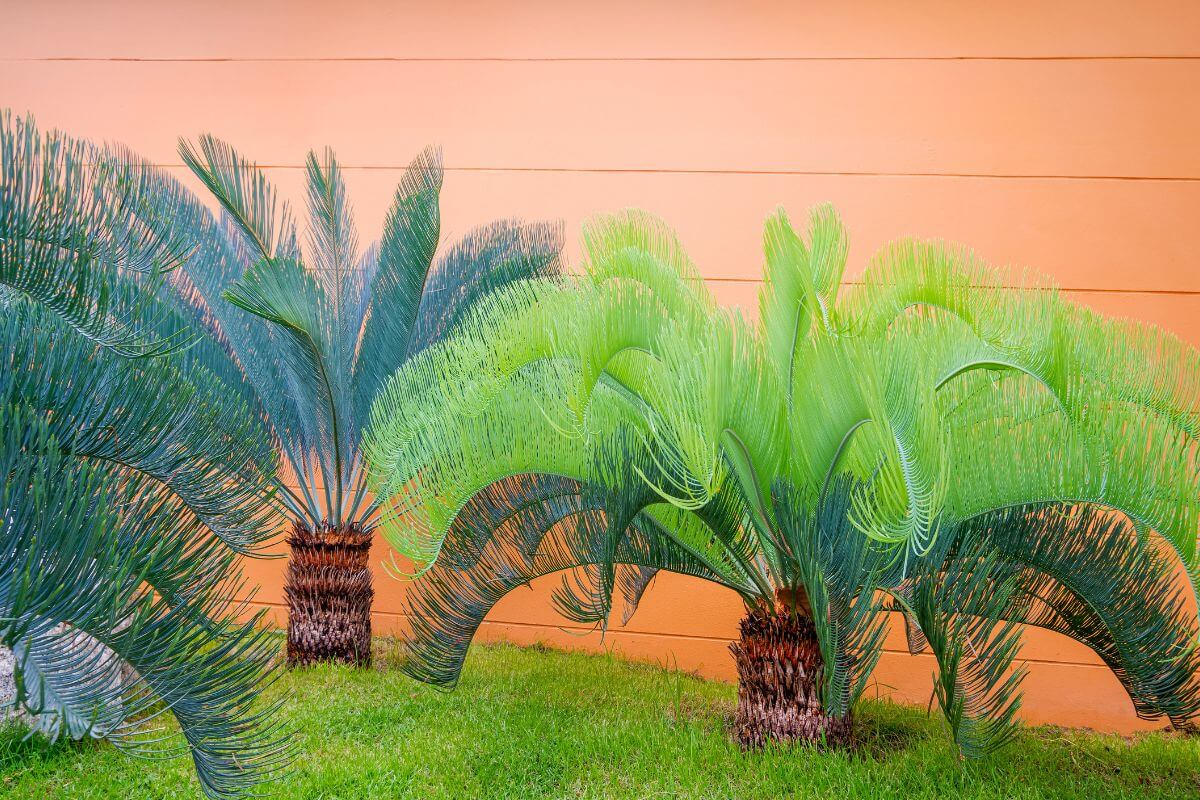 Come affrontare le malattie della Cycas