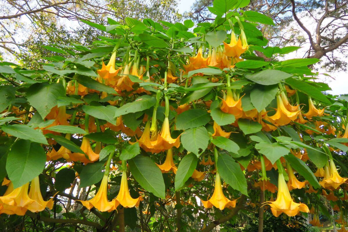 Come prendersi cura della datura