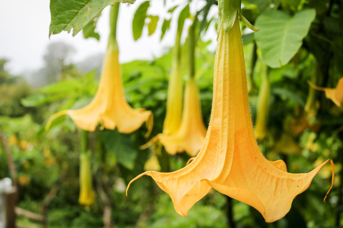 Come prendersi cura della datura