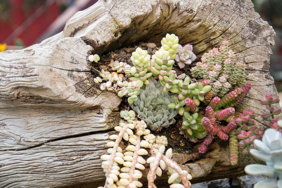 Decorare il giardino con i tronchi d'albero