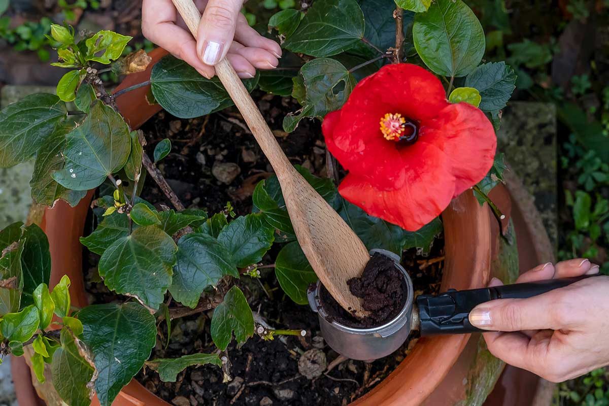 Fondi di caffè come fertilizzanti