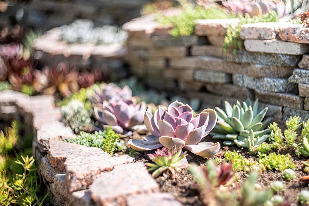 Come progettare un giardino secco