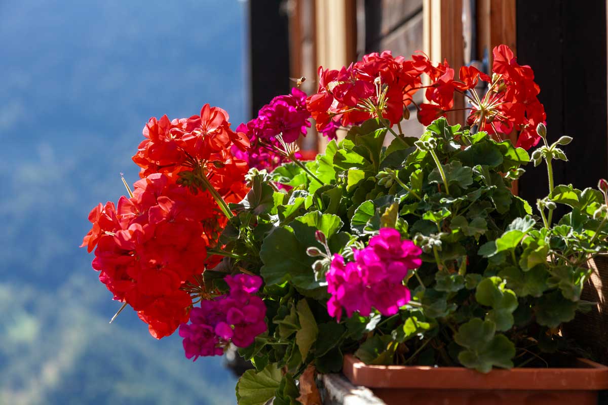 Geranio sul balcone.